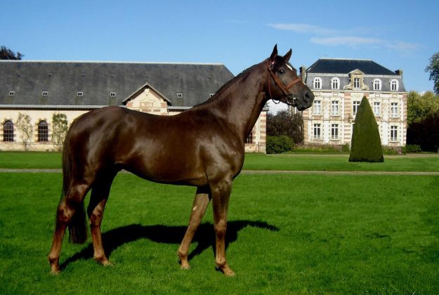 Qu’est-ce que la robe d’un cheval ? Les différentes robes existantes ...