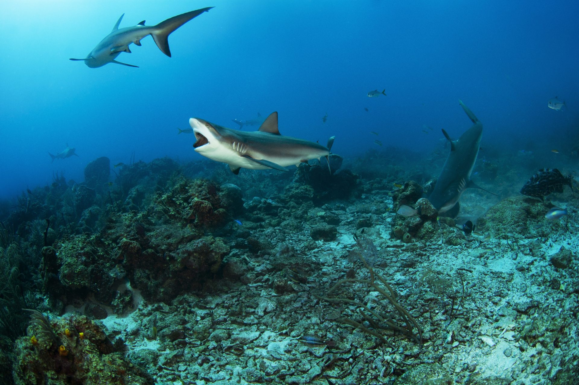 Requin Mer Le requin est-il un poisson ou un mammifère marin ? | Animaux